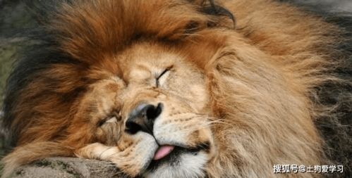 2026年属狗的人解太岁时，戴黑色还是红色饰品更合适？