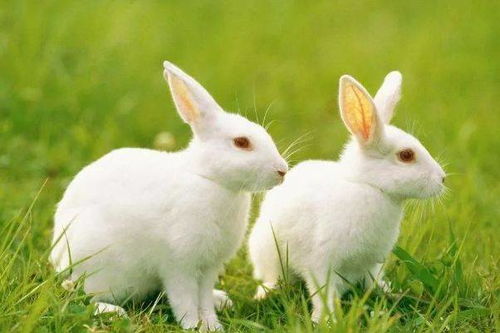 属兔人2026年十月财运转折点具体指的是什么？