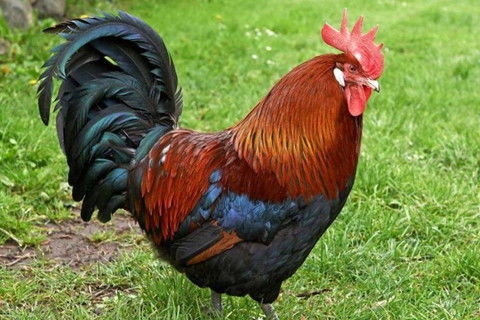 属鸡人佩戴哪种首饰最能旺运，最佳饰品是什么？