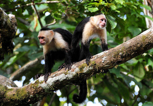 2026年属猴水瓶座健康运最旺，68年属猴摆件具体是什么寓意？