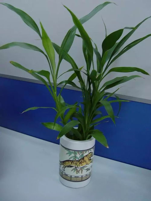 TEMPERATURE AND HUMIDITY FACTORS INFLUENCING DRACAENA SANDERIANA LEAF YELLOWING AND WILTING IN INTERIOR SETTINGS SUCH AS BATHROOMS, KITCHENS AND AIR‑CONDITIONED ROOMS – A SCHOLARLY EXAMINATION WITH FENG SHUI CONTEXTUALIZATION AND PRACTICAL GUIDELINES.