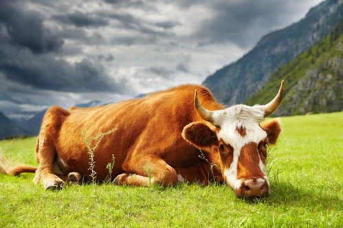 属牛雨水五行穿搭，五行穿衣颜色有哪些搭配建议？