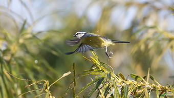 青雀适合养吗？其风水条件是否适宜？