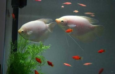 四、 缸体配置及辅助设施：硬件支撑的重要性