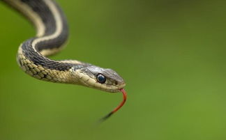 梦见蛇吃人及众多小蛇纷纷爬行，这是何等奇异景象？