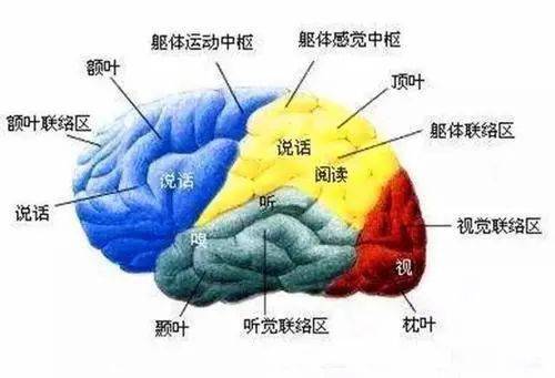 大脑结构与功能：攻击性、冲动性与语言能力