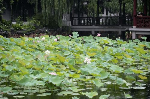 荷花就是个装纯的心机婊