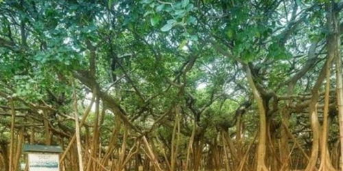 独木成林是什么生肖，‘什么树独木成林’的脑筋急转弯是什么意思？