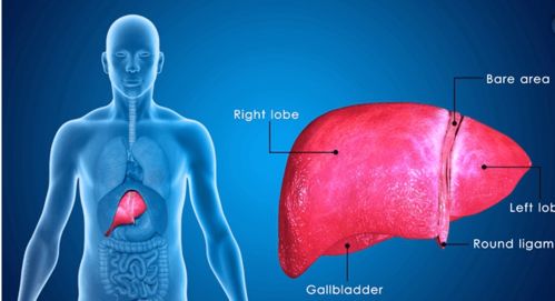 房屋风水对人的肝脏健康有影响吗？