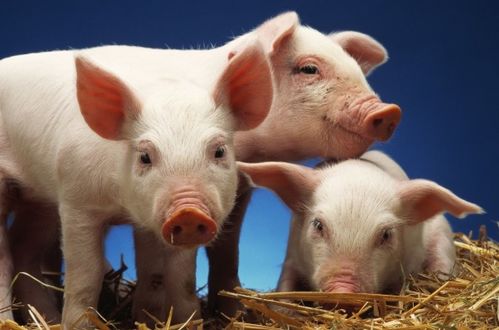 1995年属猪6月出生的人2026年闰六月感情运势如何？