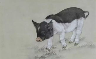 2026年属猪女性在婚姻和财运方面以及感情运势如何？