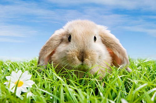 2025年11月1日属兔相合吉日