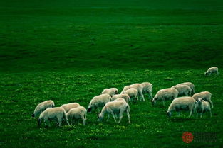 1991年属羊的蕞佳配偶女是哪个属相？