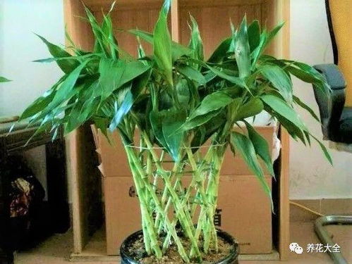 这玩意儿为啥这么牛逼？