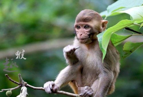 2004年属猴人在2025年每月运势及2026年整体运势分别是什么？