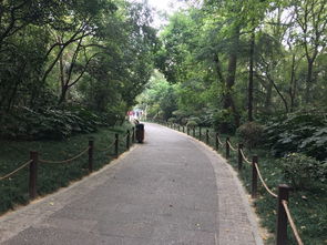 紫金山的神秘能量场与水瓶座运势