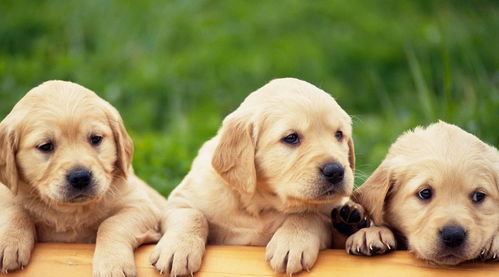 2006年属狗巨蟹座2026年运势，2026年狗和巨蟹座运势具体如何？