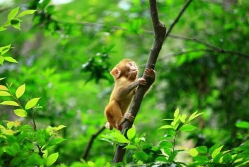 一、 传统观念中的虎猴相冲关系