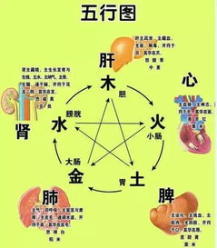 一、 金气不足的潜在影响及其诊断