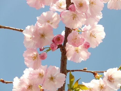 4. 冬季桃花密码：星象与风水的综合解读