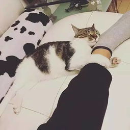 《命悬一线：午夜窥视死亡之猫的诅咒》——深度解析与国学视域下的异象解读