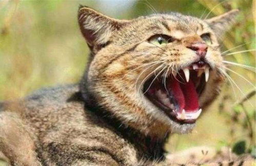 2025年属虎女宝宝，用羽字取名，这样的名字如何？