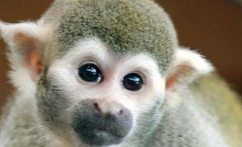 堆积如山打一生肖指的是哪个生肖？