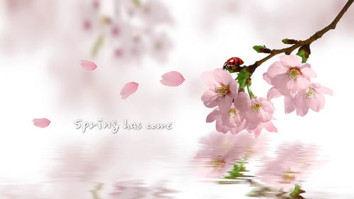 桃花1朵姻缘1棵和姻缘2颗，哪个更合适表示姻缘的象征？