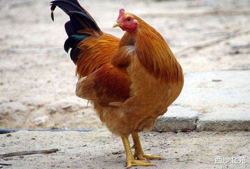 属鸡的人买什么颜色的手机最旺运？