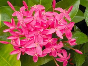 牵牛花100张图片中，哪张牵牛花寓意最吉祥？