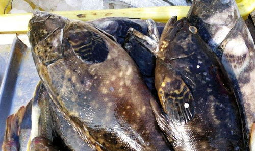 养甲鱼真的会对家居风水产生不良影响吗？