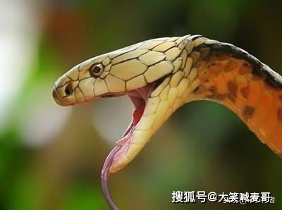 蛇蛇蛇！人脉爆棚！