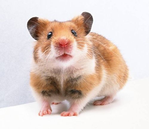 2026年鼠人事业运势详解意味着什么？