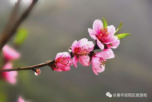 桃花指的是哪个生肖？易经中的桃花又是什么意思？