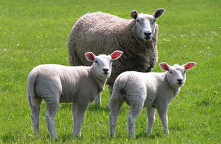 1980年属羊水瓶座女性身体状况如何，运势怎样？