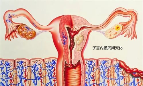为哪些我的子宫内膜会变薄？