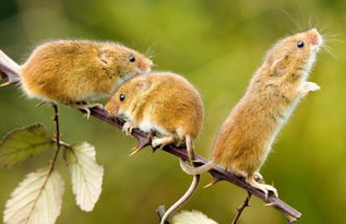 属鼠人最佳出生时辰及每月详解，鼠日办大事可行吗？