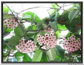 7. 吊兰（Chlorophytum comosum）——空气过滤与财富增盈并举