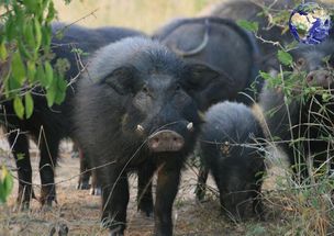 巨林 pigs究竟有更多强较大悍