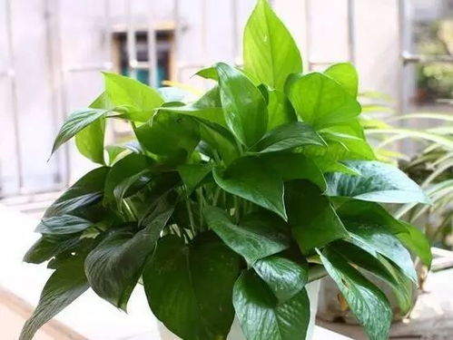 家里养小绿萝风水怎么样，适合吗？