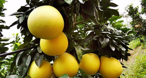 八、 五行缺心眼的解析