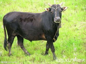 力大无比的动物打一准确生肖，力大似牛是指什么生肖？