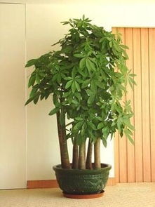 高大树木的风水效应与环境交互