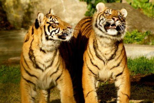 2025年下半年86年属虎的人会遭遇什么困难？