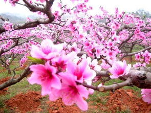 斩桃花法事所需的信息与物品