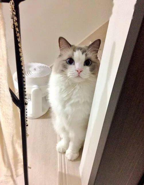 布偶猫如何取一个既可爱又有寓意的名字呢？