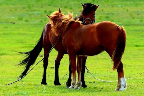 1978年属马2026年蛇年运势及运程，78年生肖马在2026年具体运程如何？