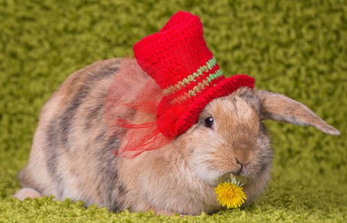 2026年属兔人有哪些吉日适合开门和躲春？