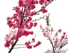 八字中桃花入命真假如何判断？桃花命是否真实存在？