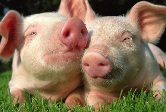 今天属猪的财运究竟如何，是不是特别旺盛呢？